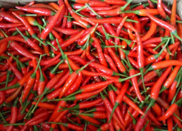 極品紅朝天椒豔紅朝天椒種子 極品紅朝天椒豔紅朝天椒種子