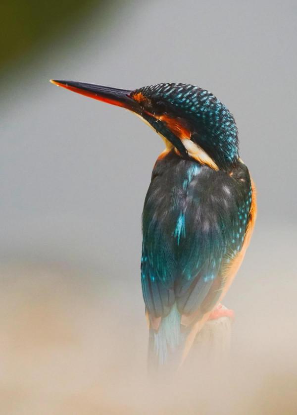 喜歡拍鳥就不要誘鳥 喜歡拍鳥就不要誘鳥