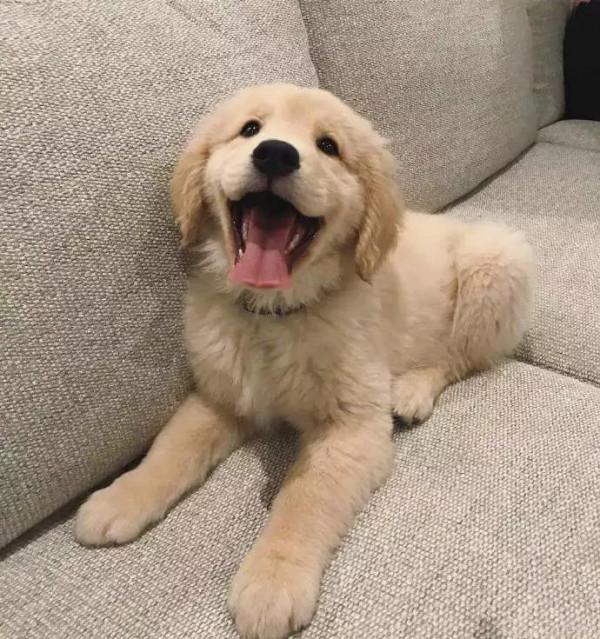 國內“最火”的幾種狗，附上最新價格表，你家狗買貴了嗎？