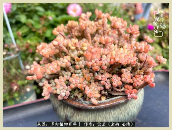 正是花好月圓時，再訪楊姐的屋頂花園