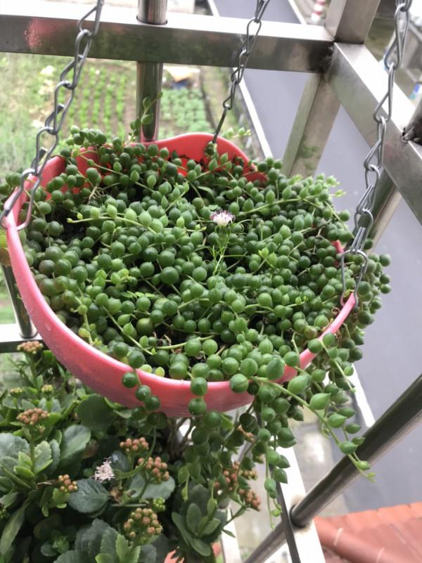 發現一戶人家，大冬天陽臺的“多肉”，長成了“瀑布”，太壯觀了