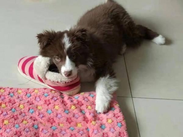 米莎，真的相忘於江湖嗎？