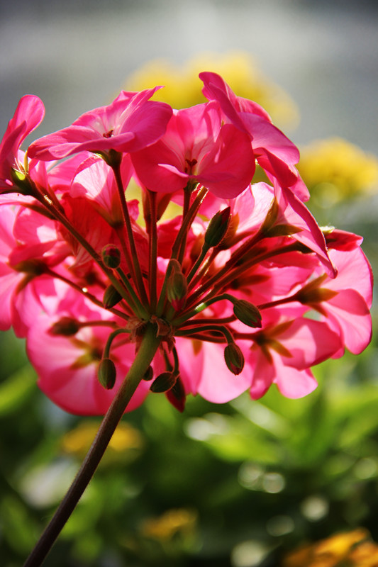 《百花集》(二百二十七) 《百花集》(二百二十七)