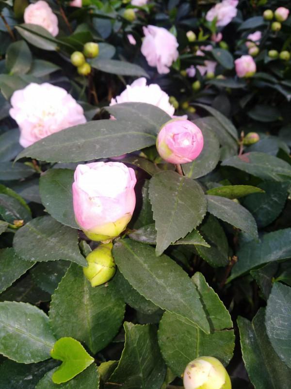 花市的收穫