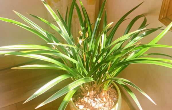 養蘭花，冬季就選黃金彩虹，開花美，香味濃郁，漂亮好活