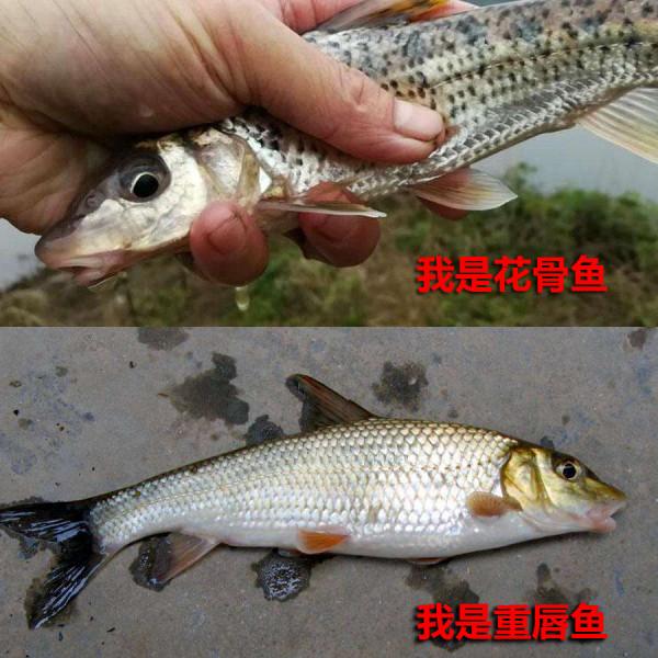 不要把這幾種魚弄錯，和保護魚種區別很小，避免惹麻煩