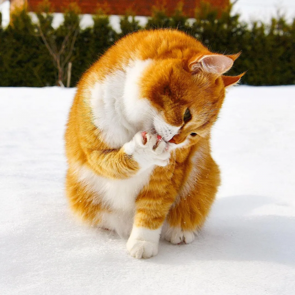 俄羅斯的胖橘，從流浪到人生贏家~逆襲喵生開始