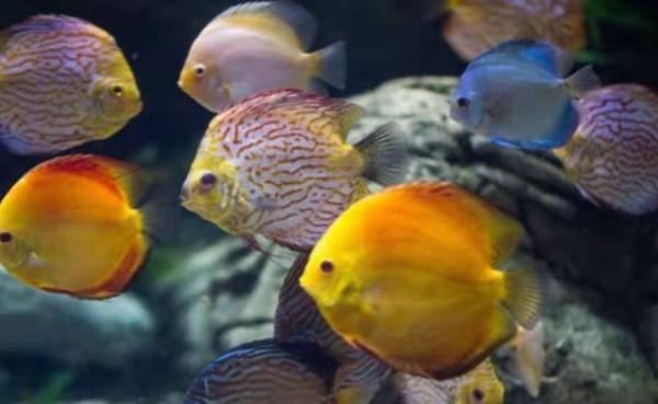 當七彩神仙魚遭遇縮鰭、黑體、扎堆等情況，需要考慮哪些問題？