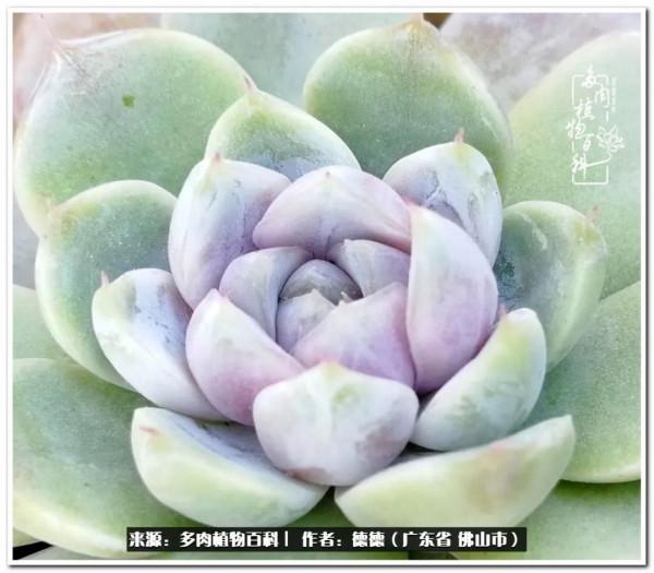 廣東的多肉陽臺:生命不息,折騰不止 廣東的多肉陽臺:生命不息,折騰不止