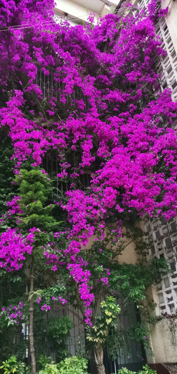 4種“漂亮花”,從年頭開到年尾,耐旱又耐曬,一年賞花300天 4種“漂亮花”,從年頭開到年尾,耐旱又耐曬,一年賞花300天