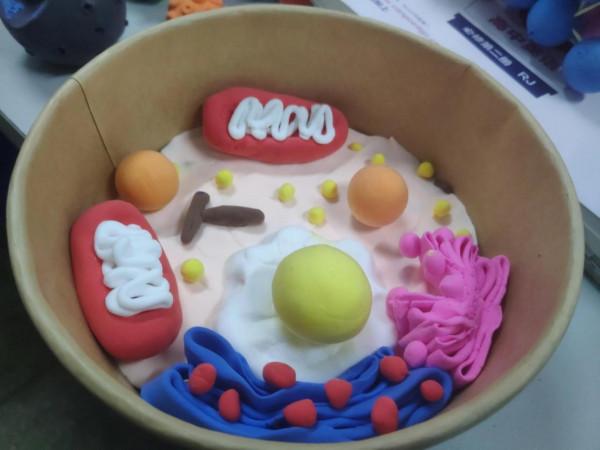 手巧心靈妙制“模”,流光溢彩話生物--生物模型製作比賽 手巧心靈妙制“模”,流光溢彩話生物--生物模型製作比賽