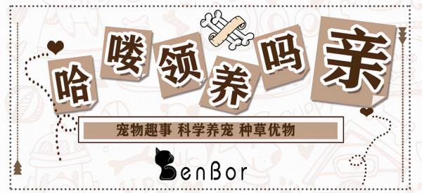 貝靈頓:現實版“披著羊皮的狼”,一隻狗擁有羊的外表,還會變色 貝靈頓:現實版“披著羊皮的狼”,一隻狗擁有羊的外表,還會變色