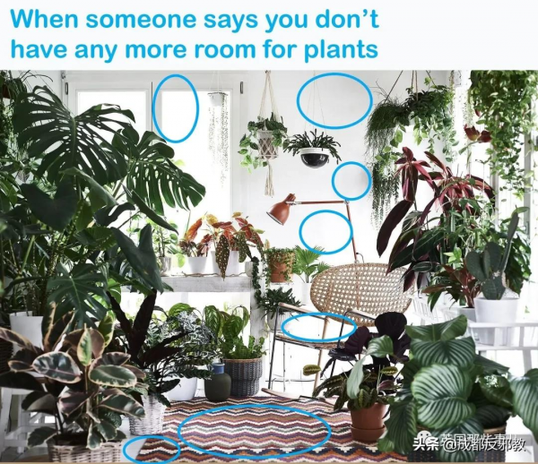 被疫情困太久，歐美年輕人開始瘋狂囤積綠植，借錢都要買？