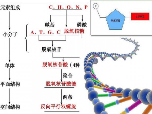 人火化後基因去哪了？DNA其實比你的想象更頑強