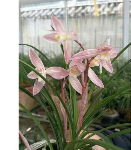 2000年，靳某偶得一叢蓮瓣蘭彩素，有蘭家出重金入股