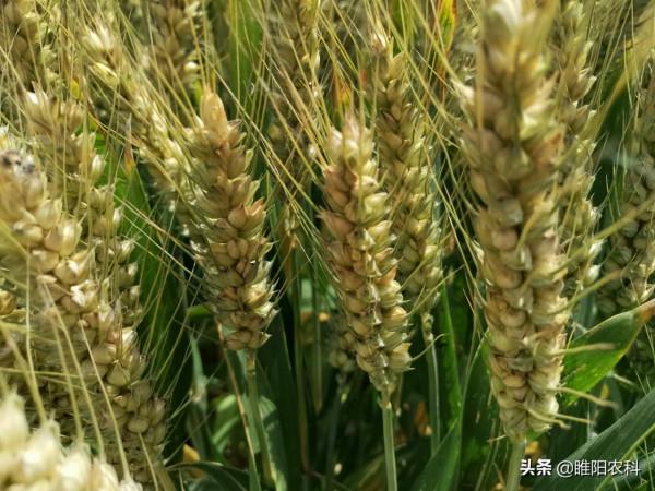 要想小麥不減產，推薦種植這幾個品種，高抗小麥條鏽病穩產又高產