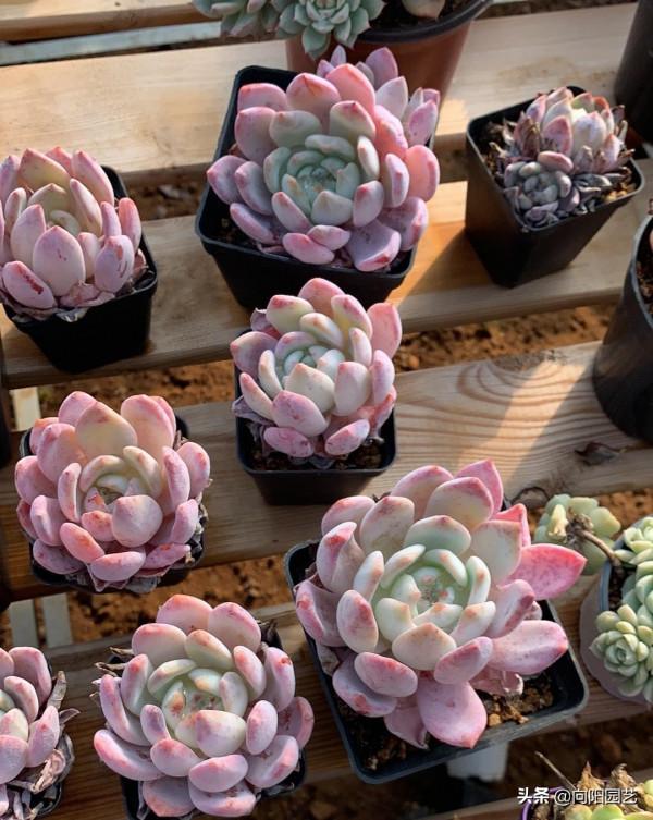 長得像橙夢露的&OpenCurlyDoubleQuote;奧普琳娜&rdquo;，粉色葉子，顏值很高，價格便宜