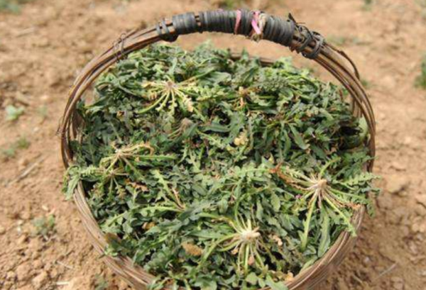 龔清孝：因口渴無意吃了一把草，從此上癮戒不掉，34年吃了40噸草