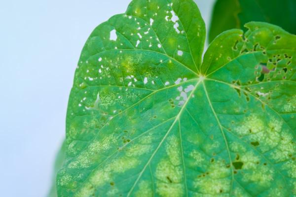 秋天家裡養3種花，乾乾淨淨不生蟲，省了一筆殺蟲藥錢