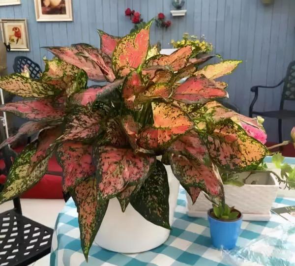 利於健康的吉祥花,建議從這12種裡面選擇,好養大氣有旺宅的寓意 利於健康的吉祥花,建議從這12種裡面選擇,好養大氣有旺宅的寓意