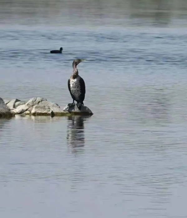 宅家“雲遊”草湖溼地,林草人帶您一起去觀鳥 宅家“雲遊”草湖溼地,林草人帶您一起去觀鳥
