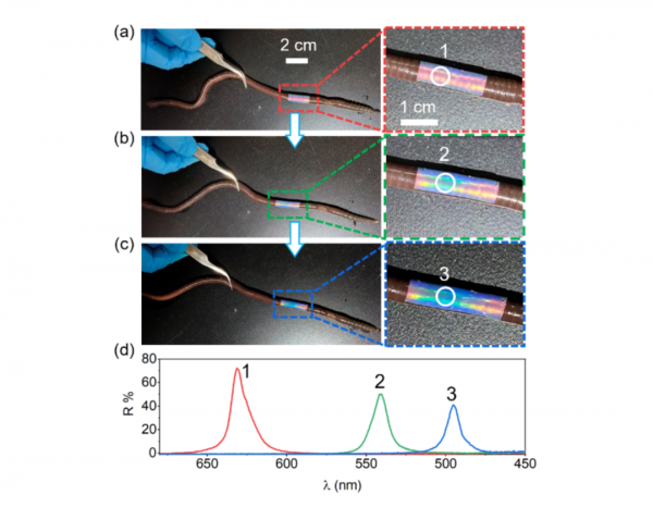 科學家基於SiO₂製備人工變色龍面板，用於蚯蚓蠕動過程面板應變