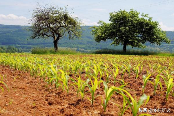 花生地裡胖胖的“地老虎”特別討厭,用什麼方法能徹底解決? 花生地裡胖胖的“地老虎”特別討厭,用什麼方法能徹底解決?