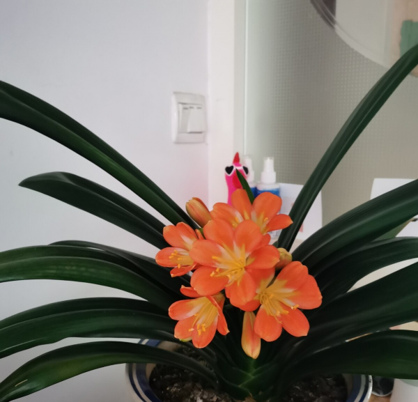 冬季養花“七忌”，簡單實用，安全過冬