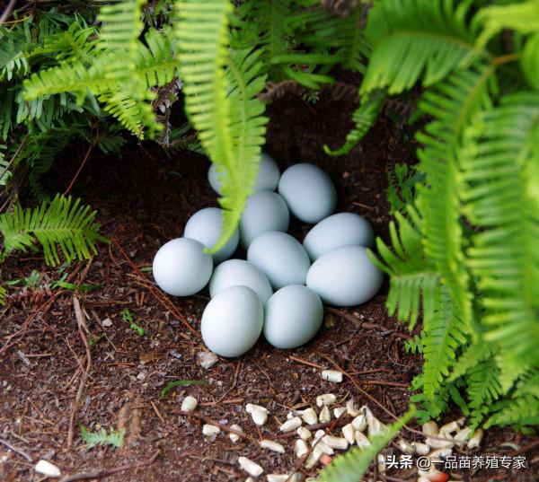 養雞6年，我發現還是這兩個品種的蛋雞最適合散養，年產250個蛋