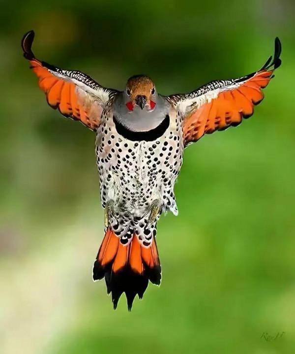 幾十年罕見的鳥，認識兩種算你牛.