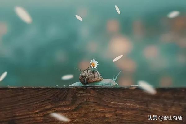 一首流傳了二百多年的詩詞，寫盡了世間的真相，奈何世人糊塗至今