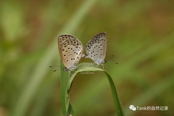 我的自然記錄•蝴蝶（2）