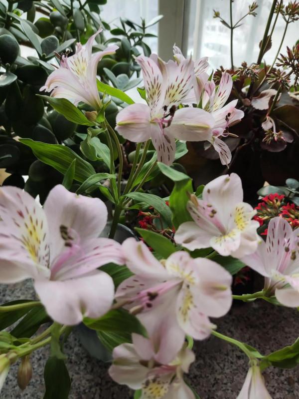 年味雖然越來越淡，擋不住花開的燦爛和孩子的快樂