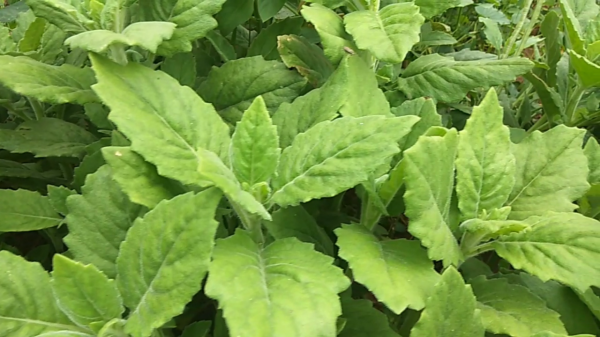 農民叫它“胖兒參”，白子菜降“三高”，有“神仙草”之美稱