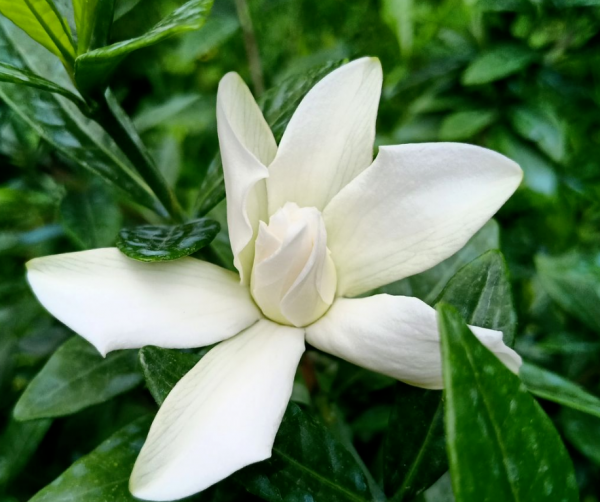 冬天花市“套路”多,5種花再漂亮也別買,買了就是浪費錢 冬天花市“套路”多,5種花再漂亮也別買,買了就是浪費錢