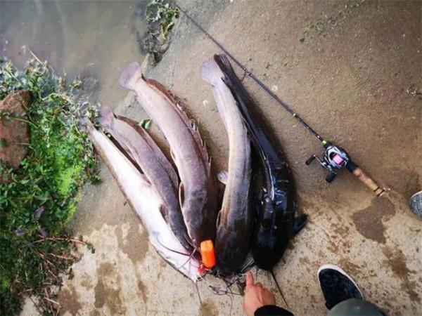 十幾斤重白送沒人要,從街頭美食到遭人唾棄,鬍子鯰經歷了什麼? 十幾斤重白送沒人要,從街頭美食到遭人唾棄,鬍子鯰經歷了什麼?