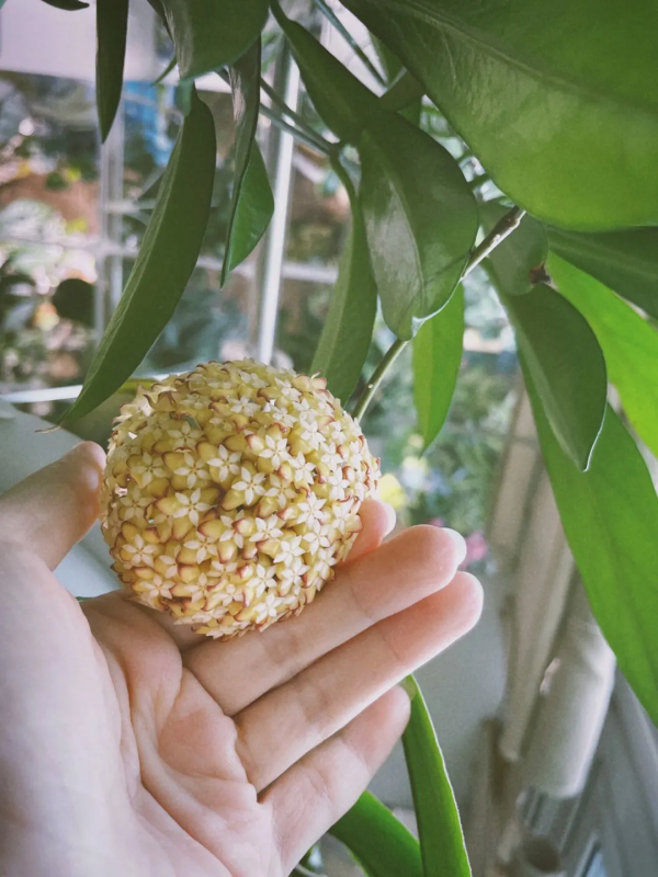 沒有花園怎麼種花？從東北到廣東，4位大神在室內種出植物園