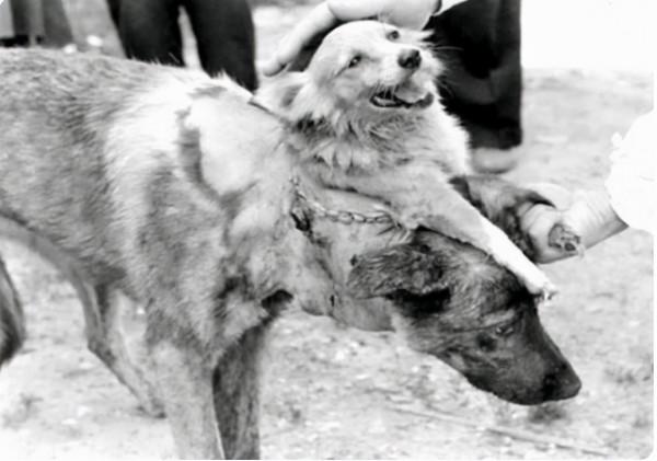 人類可能永生嗎?現在有哪些方式?人類實現永生的代價會是什麼? 人類可能永生嗎?現在有哪些方式?人類實現永生的代價會是什麼?