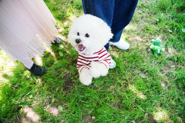 公認好養的5種狗,家裡養一隻很合適,壽命很長,還越養越值錢 公認好養的5種狗,家裡養一隻很合適,壽命很長,還越養越值錢