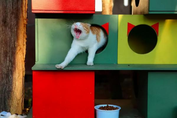 偶遇路中央喝水的流浪貓，大叔停車等候，畫面過暖