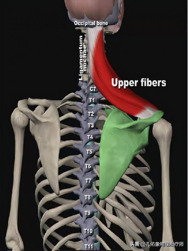 轉動脖子的時候咔咔響，是好還是壞？經常按摩的人，需要注意啥