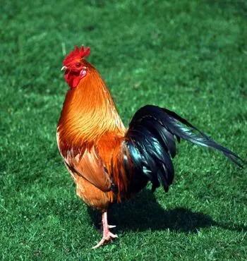 屬蛇聰明,屬猴精明,12屬相智商排行,看看你排幾 屬蛇聰明,屬猴精明,12屬相智商排行,看看你排幾