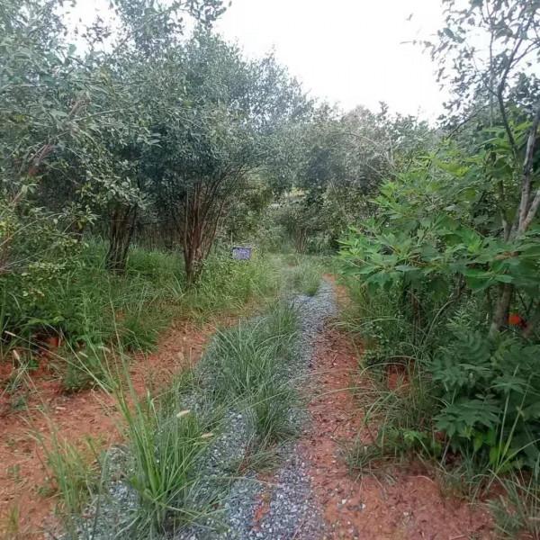 為啥有些農民不看重油茶樹了呢？