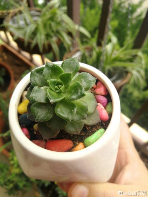 多肉長壞了別扔!剪一剪砍一砍,原地就能“滿血復活” 多肉長壞了別扔!剪一剪砍一砍,原地就能“滿血復活”