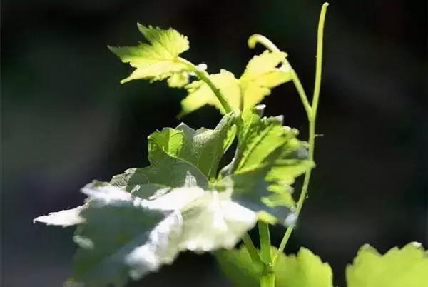 種什麼葡萄，才能掙錢？葡萄品種選擇，決定你賺不賺錢