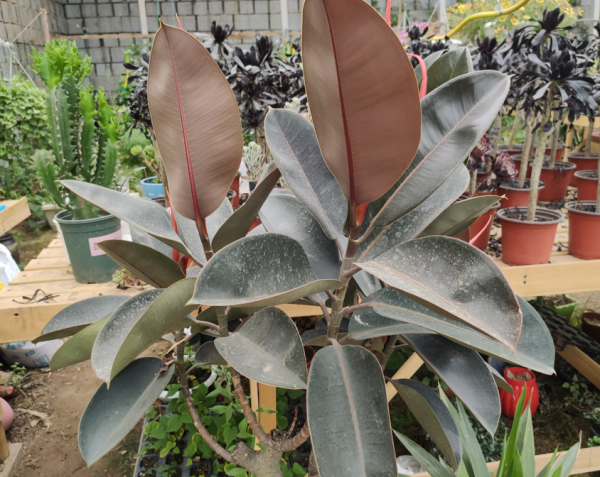 養花要施肥，養觀葉植物要用“長葉肥”，不會施肥可以選擇這幾種