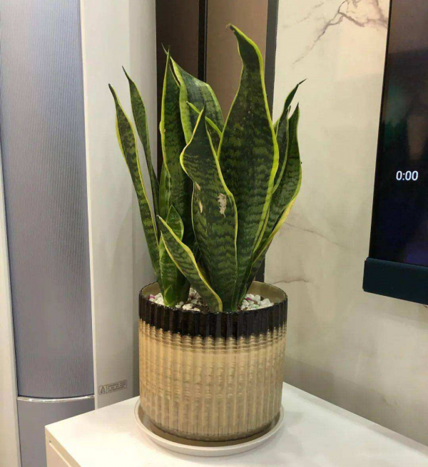 5種“懶人花”適合客廳養，怎麼折騰也不死，越是“賤養”越爆棚