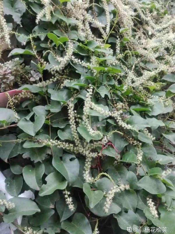 家裡養些牽牛花，夏天變成綠窗簾，遮陰特涼快