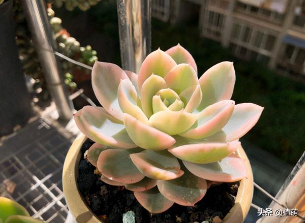 絲綢面紗錦，短短兩個月的變化，其狀態驚豔絕倫