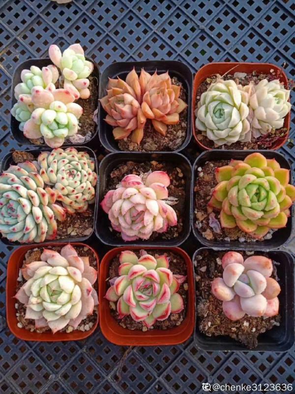 注意!花盆要是太深,養花要注意,很容易爛根 注意!花盆要是太深,養花要注意,很容易爛根